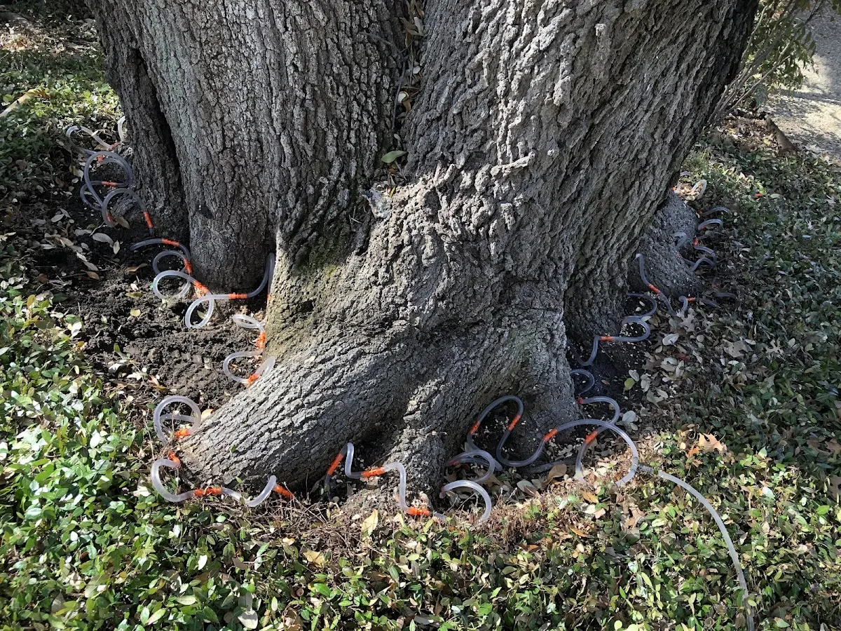 Detailed Tree Cabling and Bracing job site in Rebersburg